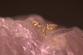 Dungeons and - Junipurr Jewelry